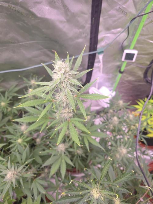 Mendo Guava - Champions Line Trial Pack. Week 8