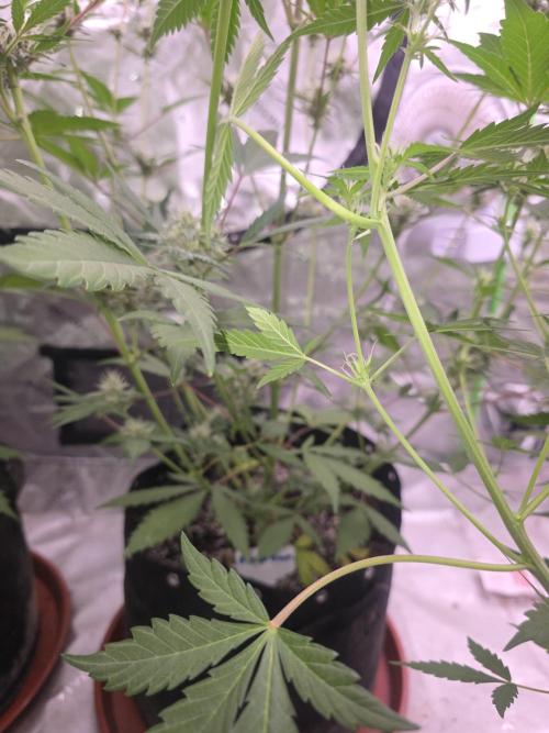 Mendo Guava - Champions Line Trial Pack. Week 8