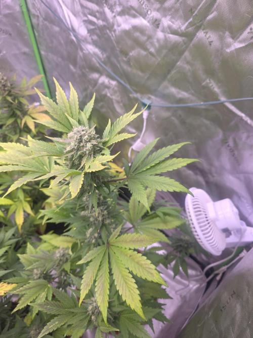Frostbanger Strong Strains trial pack. Week 10