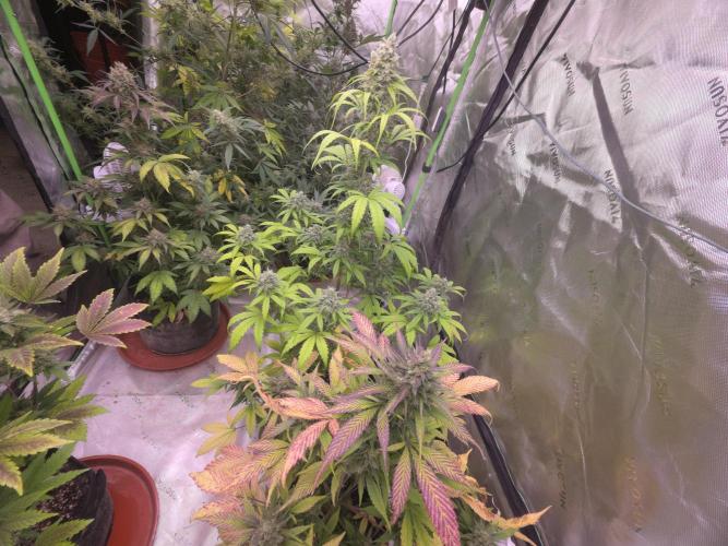 Strawberry Gorilla - Strong Pack. Week 11