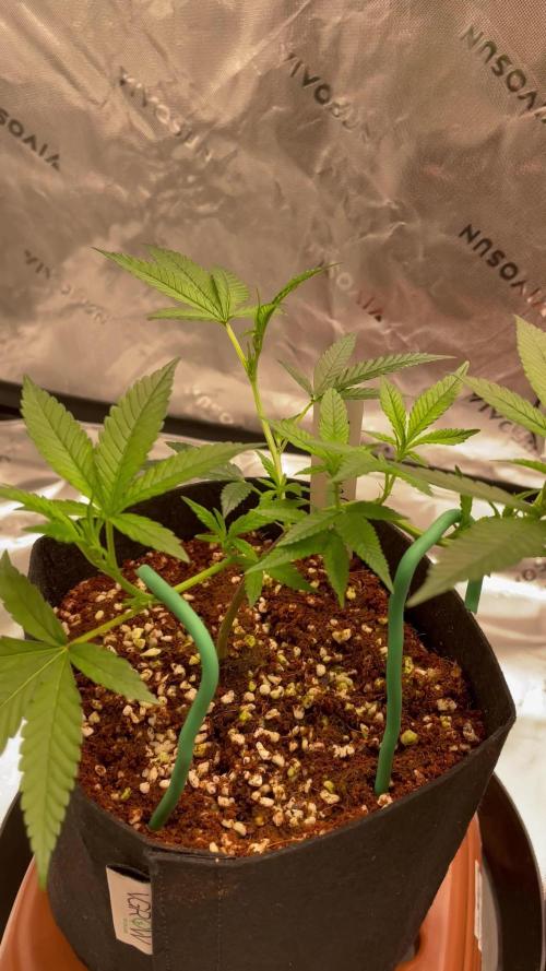 Double King's Juice Clone in Coco