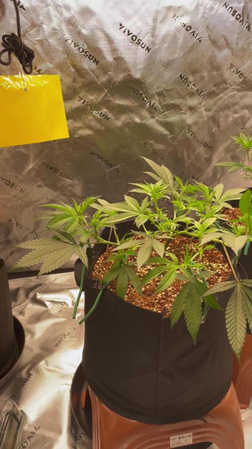 Double King's Juice Clone in Coco