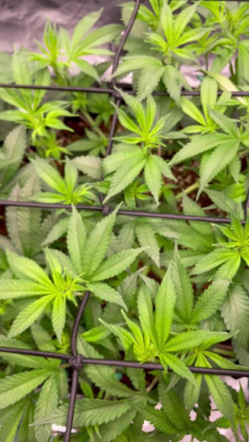 King’s Juice Clones | Coco Run
