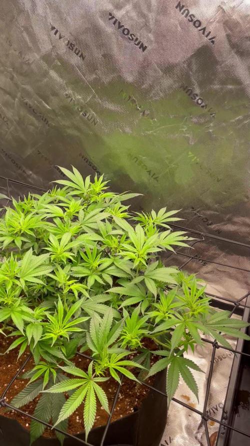 King’s Juice Clones | Coco Run