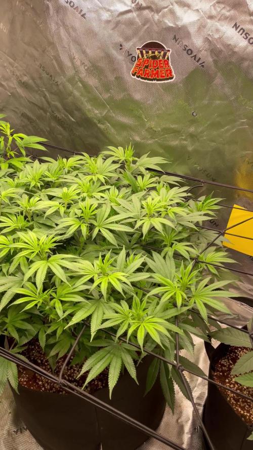 King’s Juice Clones | Coco Run