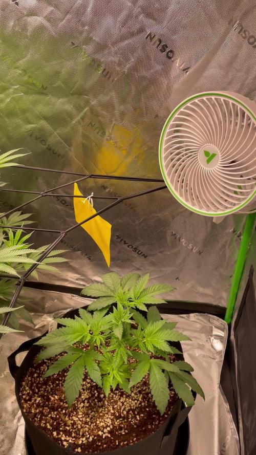 King’s Juice Clones | Coco Run