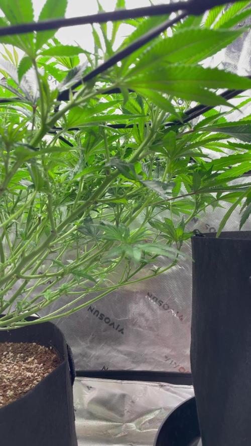 King’s Juice Clones | Coco Run