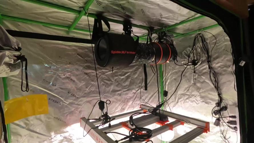 King’s Juice Clones | Coco Run