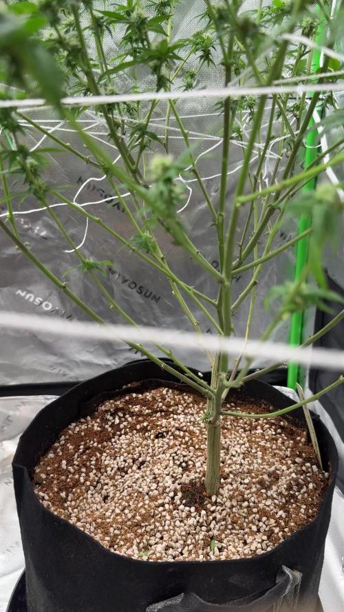 King’s Juice Clones | Coco Run