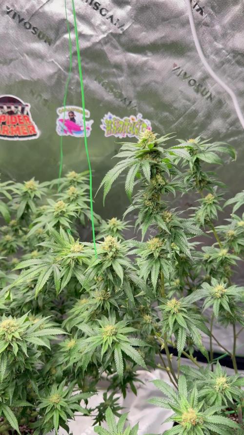 King’s Juice Clones | Coco Run