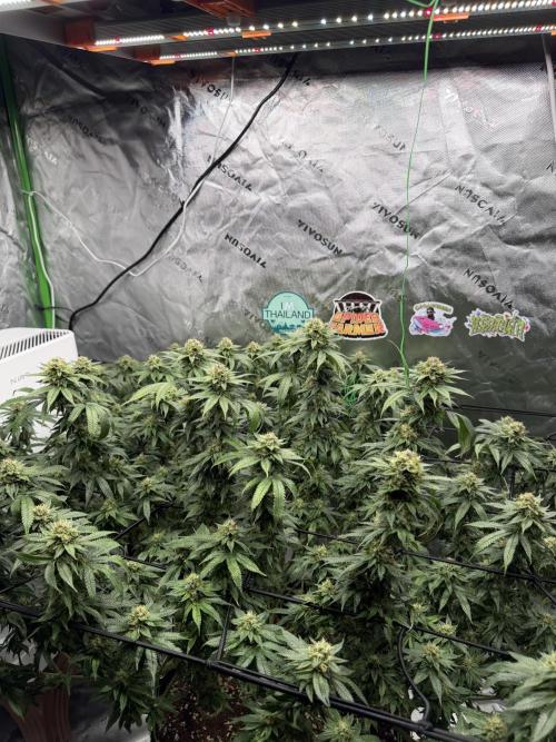 King’s Juice Clones | Coco Run. Week 12