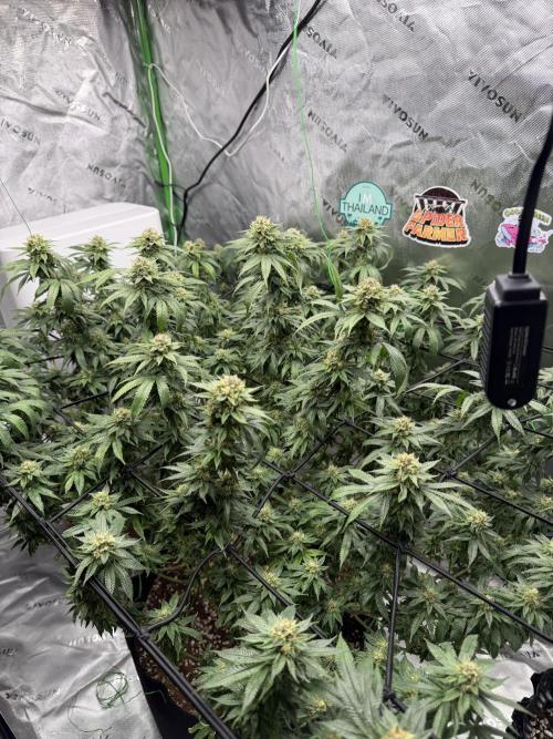 King’s Juice Clones | Coco Run. Week 12