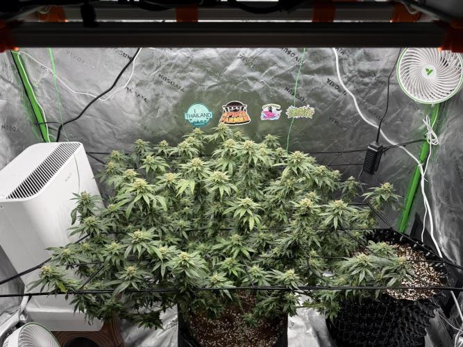 King’s Juice Clones | Coco Run. Week 12