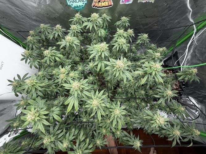 King’s Juice Clones | Coco Run. Week 12