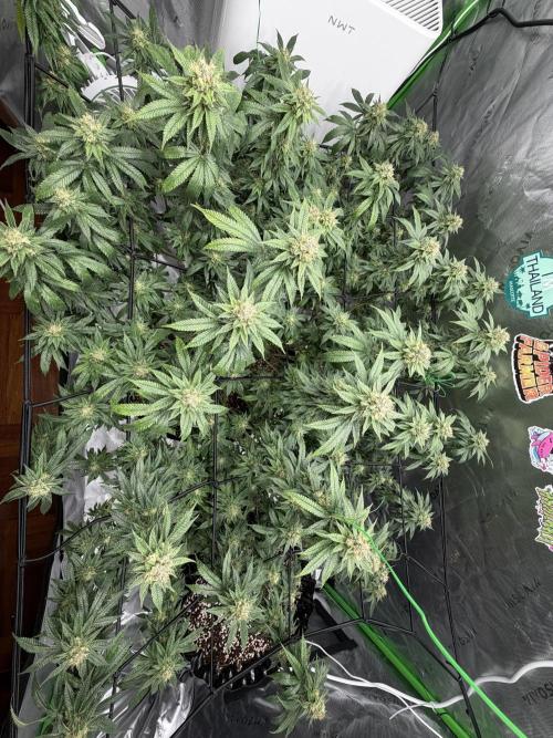 King’s Juice Clones | Coco Run. Week 12