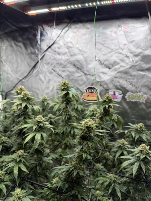 King’s Juice Clones | Coco Run. Week 12