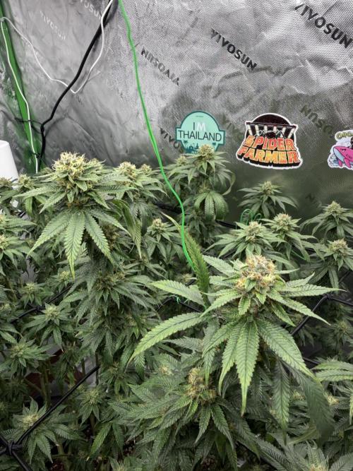 King’s Juice Clones | Coco Run. Week 12