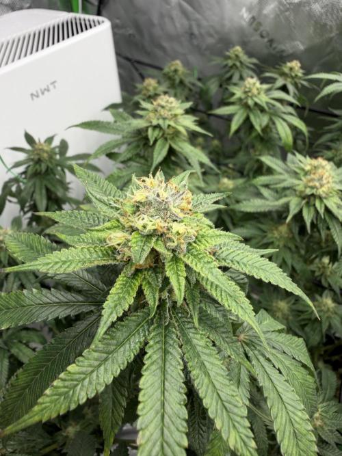 King’s Juice Clones | Coco Run. Week 12