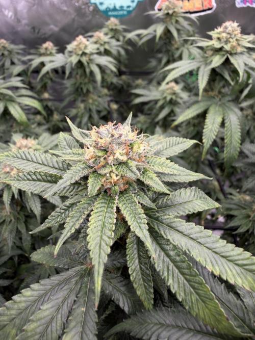 King’s Juice Clones | Coco Run. Week 12