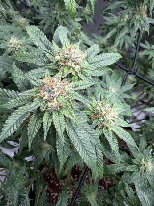 King’s Juice Clones | Coco Run. Week 12