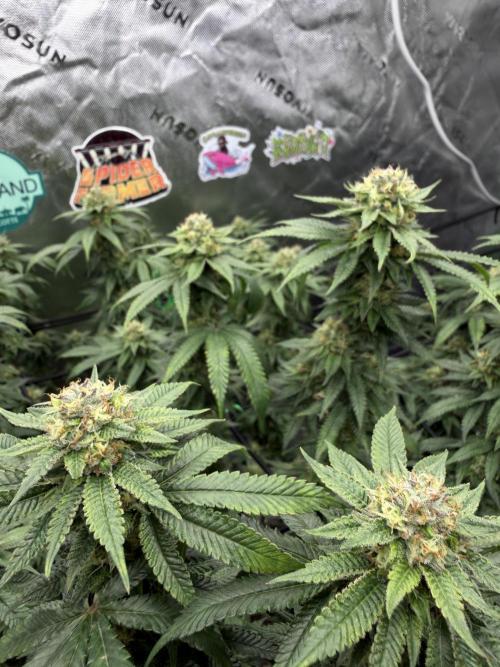 King’s Juice Clones | Coco Run. Week 12