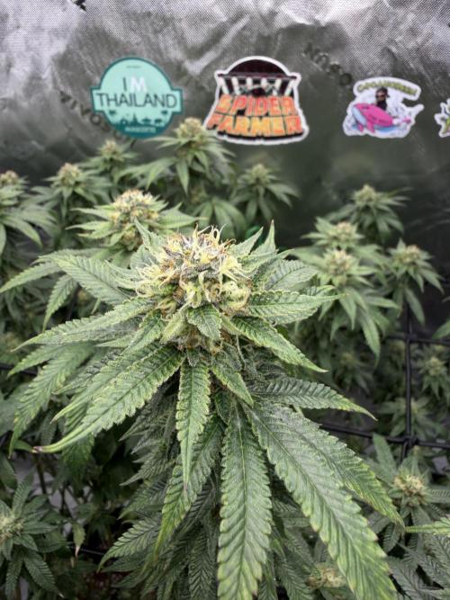 King’s Juice Clones | Coco Run. Week 12