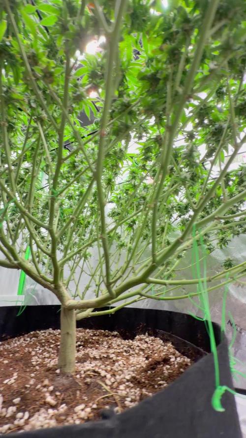 King’s Juice Clones | Coco Run