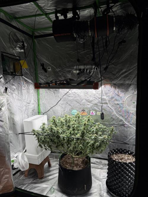 King’s Juice Clones | Coco Run. Week 12