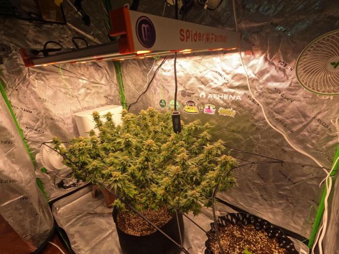 King’s Juice Clones | Coco Run. Week 13