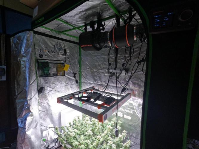 King’s Juice Clones | Coco Run. Week 13