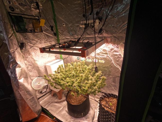 King’s Juice Clones | Coco Run. Week 13