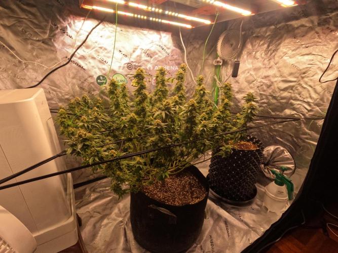 King’s Juice Clones | Coco Run. Week 13