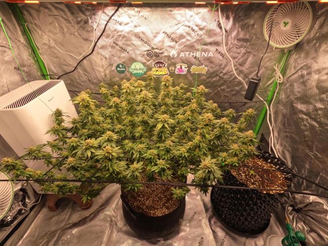 King’s Juice Clones | Coco Run. Week 13