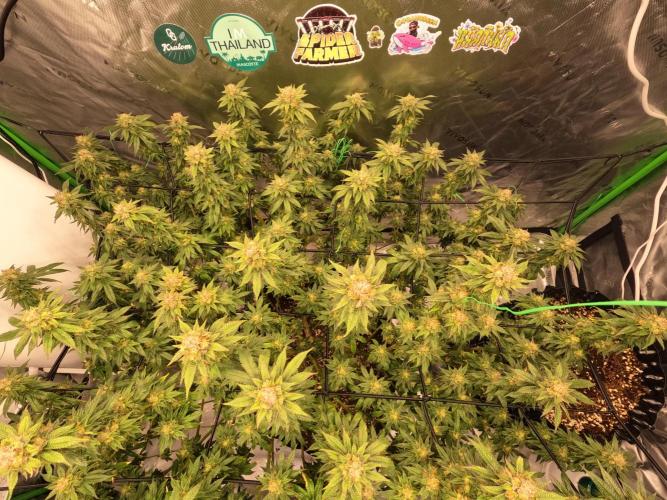 King’s Juice Clones | Coco Run. Week 13