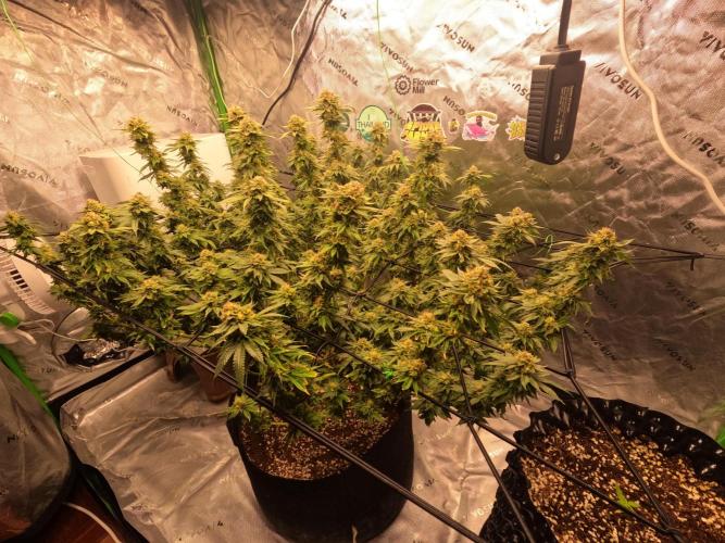 King’s Juice Clones | Coco Run. Week 13