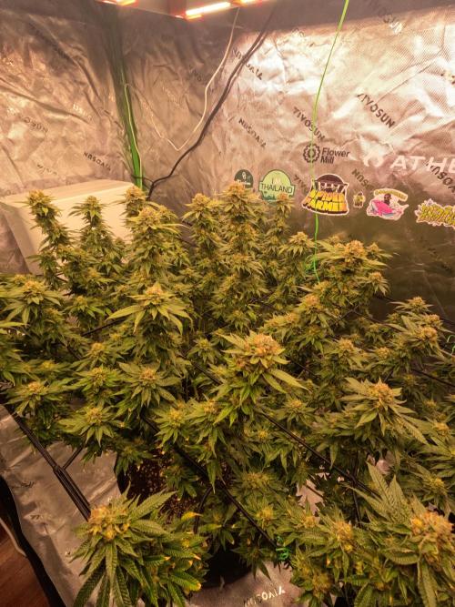 King’s Juice Clones | Coco Run. Week 13