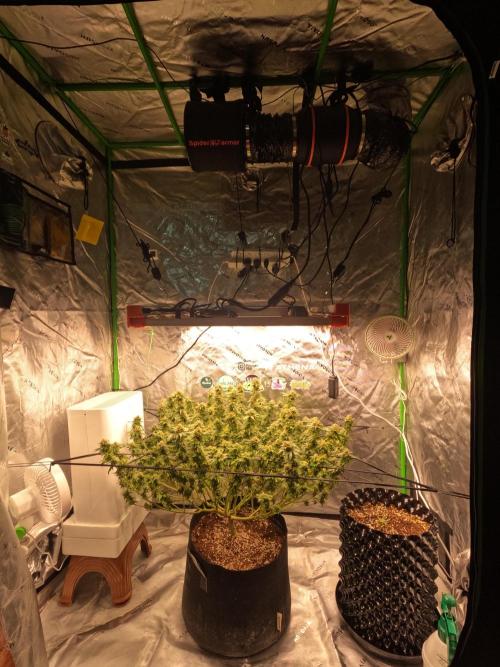 King’s Juice Clones | Coco Run. Week 13