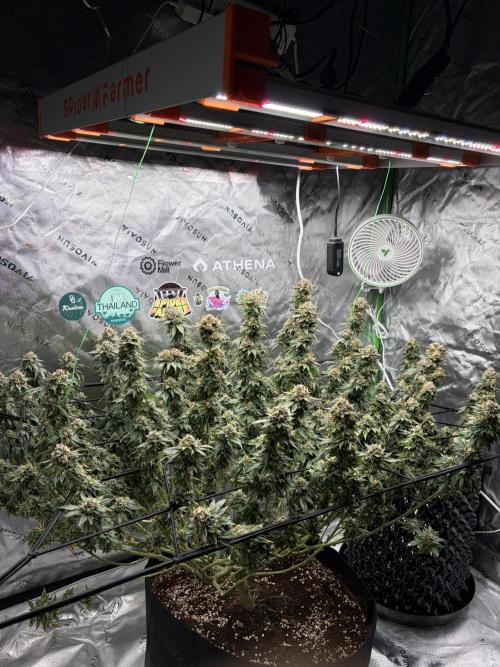 King’s Juice Clones | Coco Run. Week 14