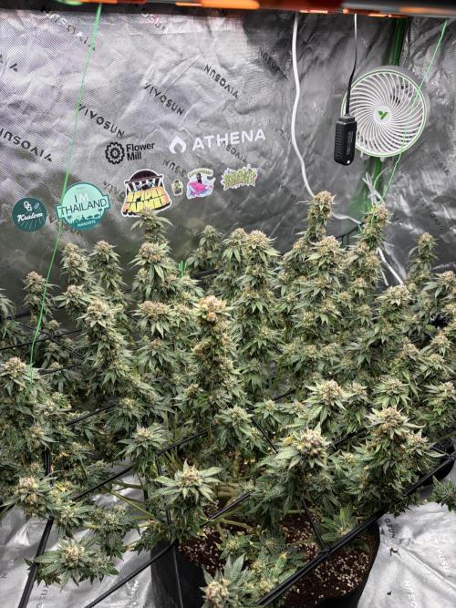 King’s Juice Clones | Coco Run. Week 14