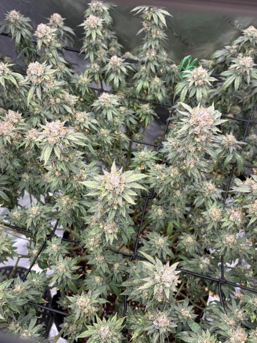 King’s Juice Clones | Coco Run. Week 14