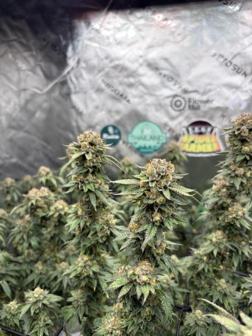 King’s Juice Clones | Coco Run. Week 14