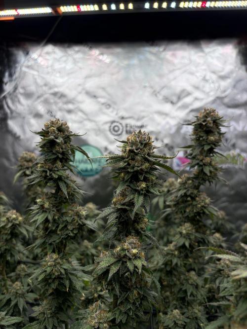 King’s Juice Clones | Coco Run. Week 14