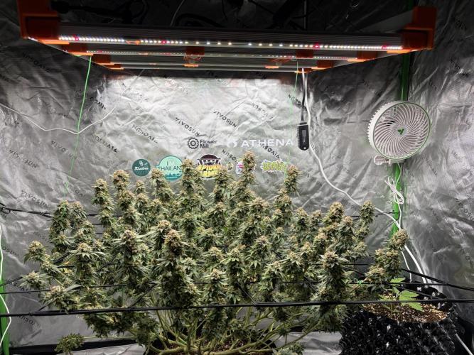 King’s Juice Clones | Coco Run. Week 14