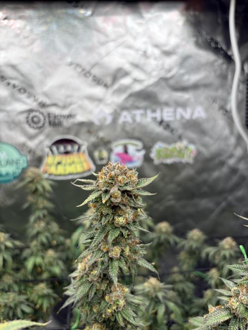 King’s Juice Clones | Coco Run. Week 14