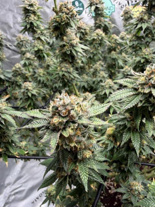 King’s Juice Clones | Coco Run. Week 14