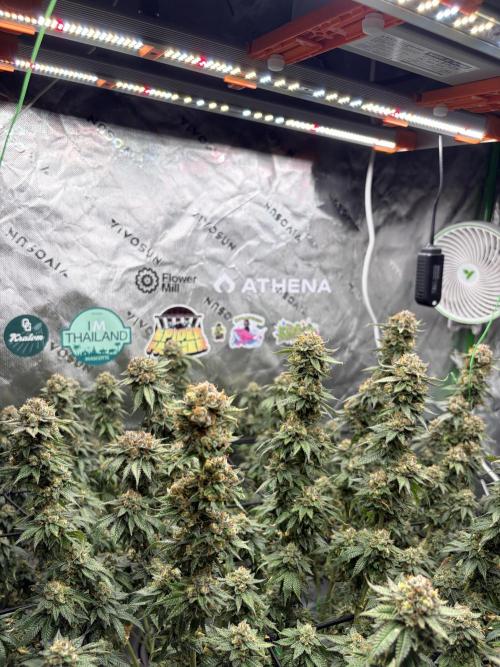 King’s Juice Clones | Coco Run. Week 14