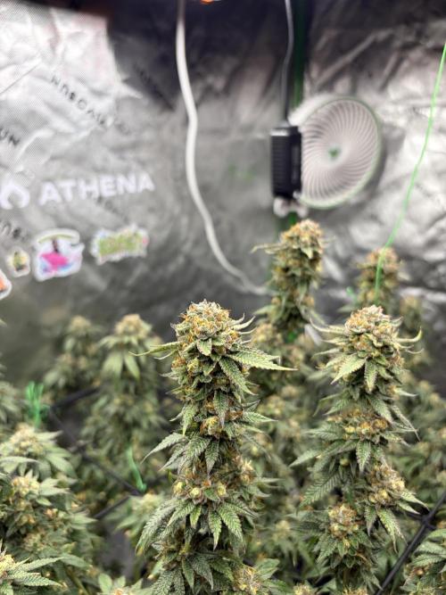 King’s Juice Clones | Coco Run. Week 14