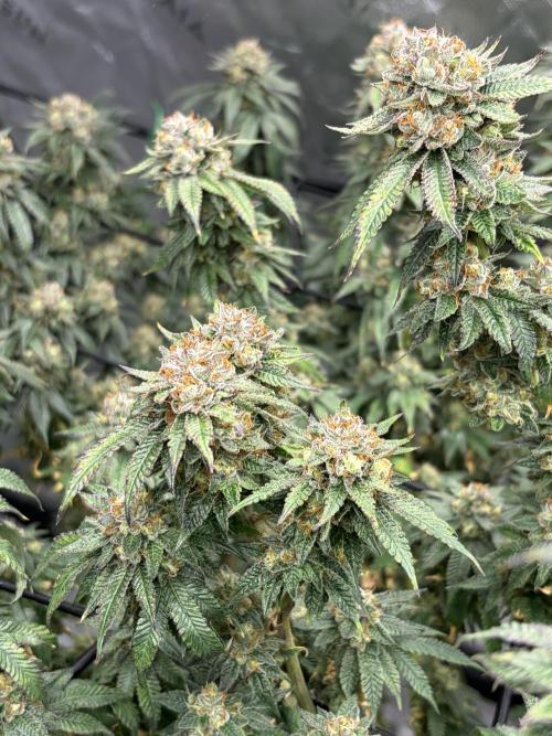 King’s Juice Clones | Coco Run. Week 14