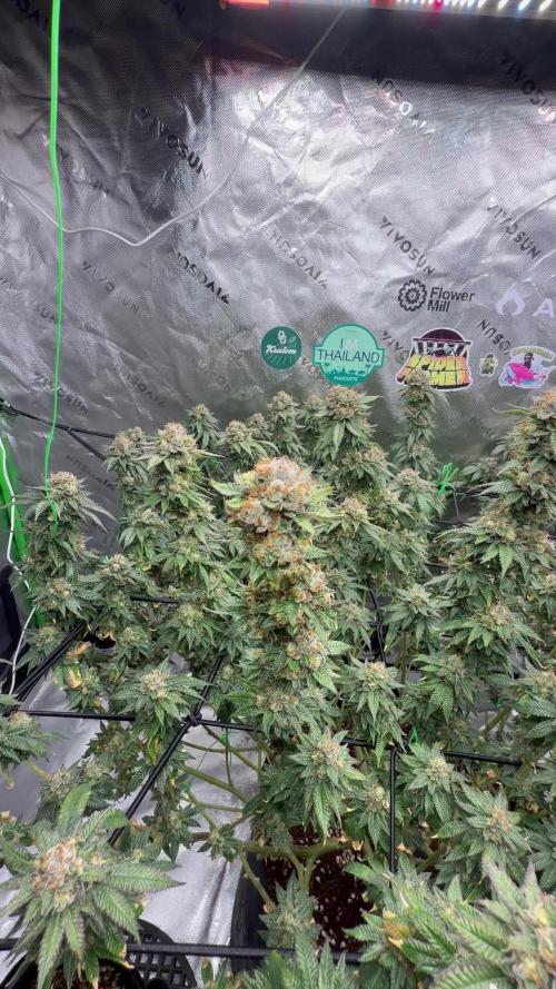 King’s Juice Clones | Coco Run