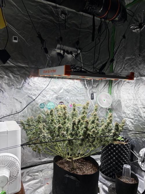 King’s Juice Clones | Coco Run. Week 15